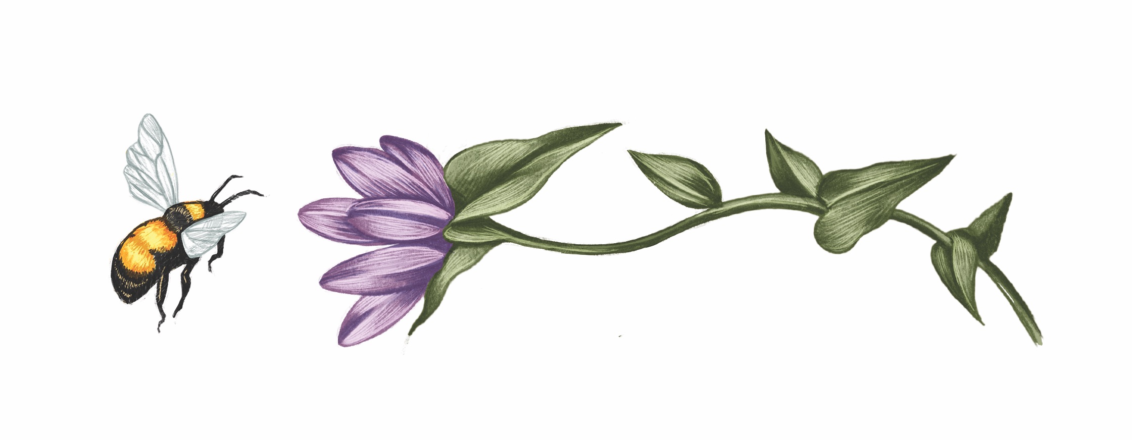 A color illustration of a bee and a flower